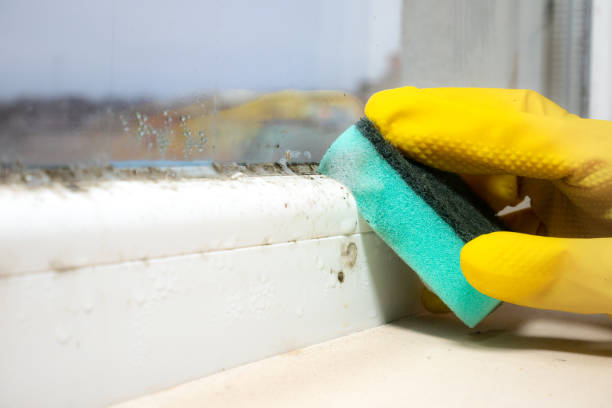 Professional Mold Remediation in Flordell Hills, MO